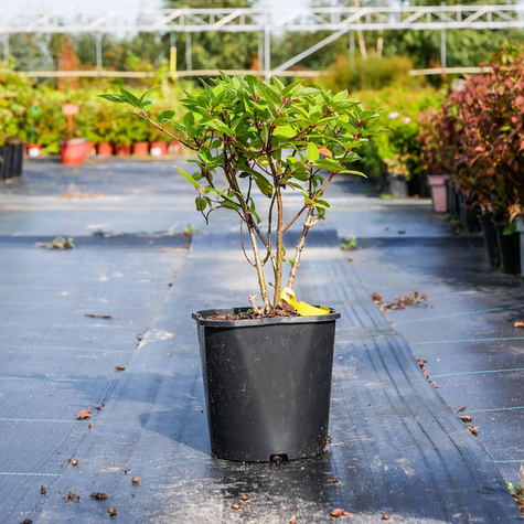 Hortensja bukietowa Living Touch of Pink (C2)