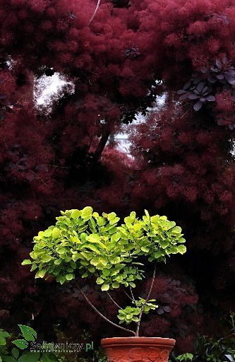 Perukowiec podolski forma pienna (C2)