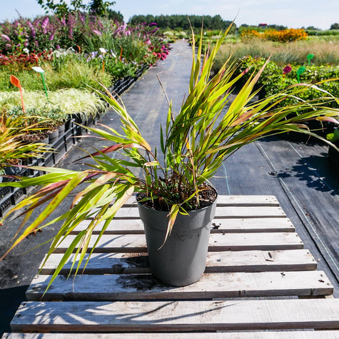Hakonechloa smukła Beni Kaze (C2)
