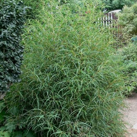 Kruszyna pospolita Aspeleniifolia (C2)