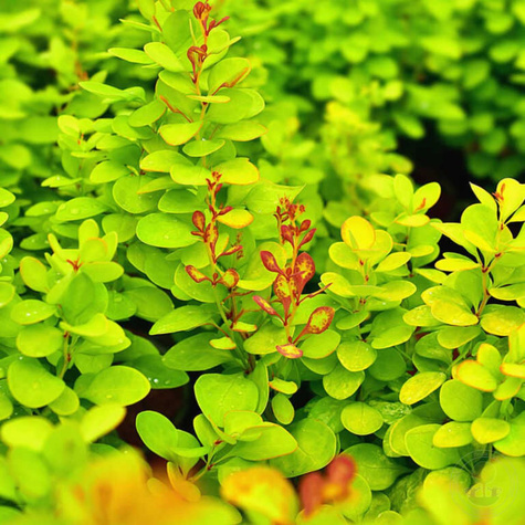 Berberys Thunberga Neon Gold (C2)