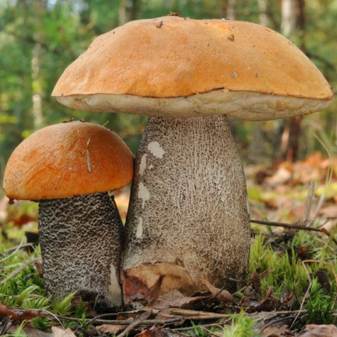 Grzybnia Koźlarz pomarańczowożółty Krawiec 10g