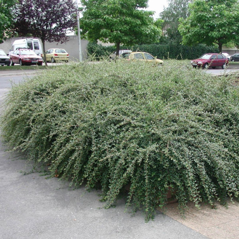 Irga szwedzka Skogholm (C1.7)