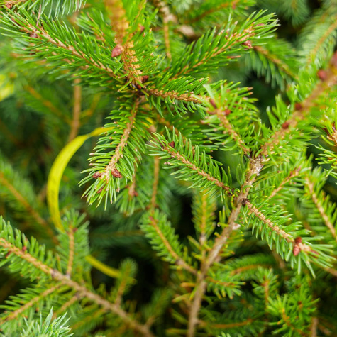 Świerk czerwony (P9)