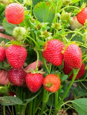 TRUSKAWKA MONTERREY bardzo plenna pyszna PNĄCA WISZĄCA POWTARZAJĄCA 10 szt