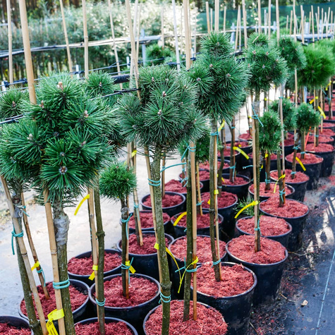 Sosna pospolita Fastigiata szczepiona na pniu Pa60 cm