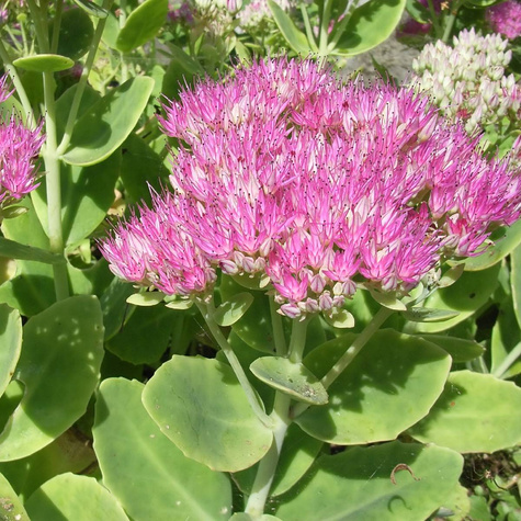 Rozchodnik okazały Brillant (C2)