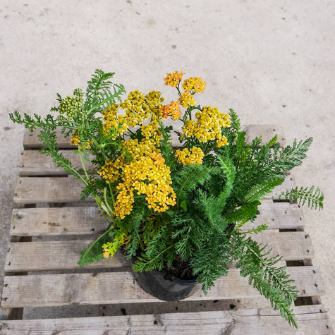 Krwawnik ogrodowy Milly Rock Yellow Terracotta (C2)