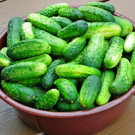 ZESTAW ALLEGRO Ogórek gruntowy Octopus mieszaniec f1 1,5g