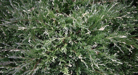 Jałowiec płożący Andorra Variegata