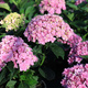 Hortensja ogrodowa Bouquet Rose (C2)