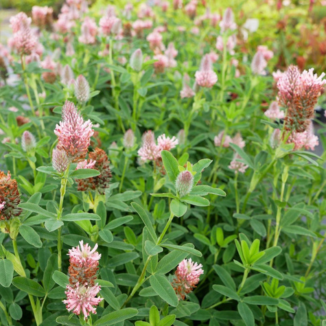 Koniczyna długokłosowa Peach Pink (C2)