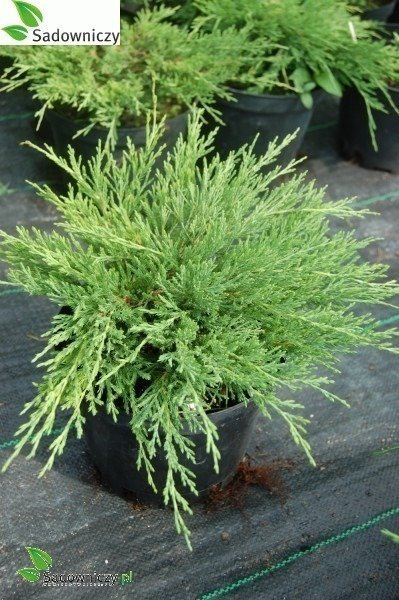 Jałowiec płożący Plumosa gniazdko