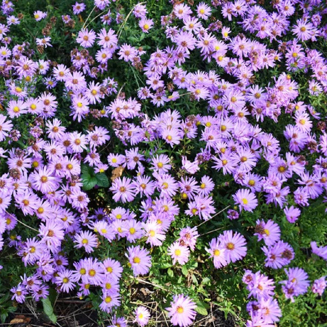 Aster krzaczasty Marjorie fioletowy
