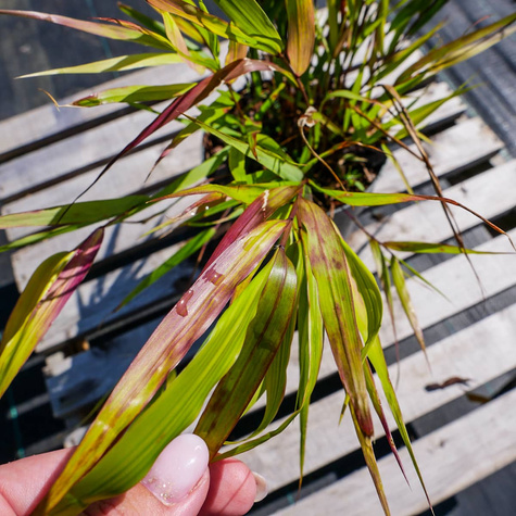Hakonechloa smukła Beni Kaze (C2)