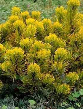 Sosna kosodrzewina Carsten Pa 80