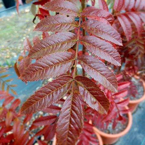 Jarząb kolumnowy Autumn Spire
