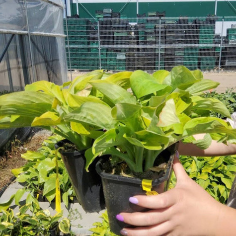 Funkia ogrodowa Hosta August Moon (C2)
