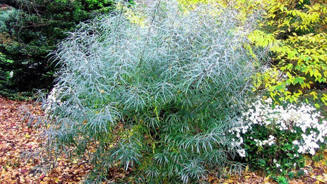 Wierzba szwajcarska wierzba bojda