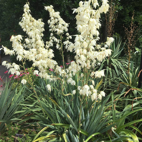 Juka Karolińska (C2)