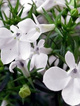 Lobelia Stroiczka White Lady 0,5g