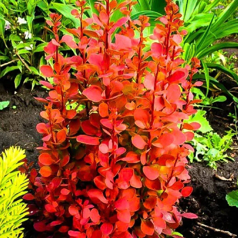 Berberys Thunberga Red Rocket (C2)