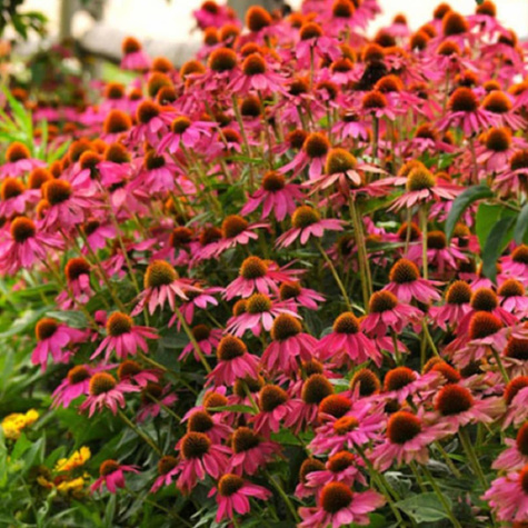 Jeżówka PowWow Wild Berry (C2)