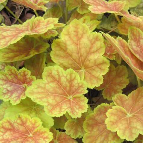 Żurawka ogrodowa Tiramisu (C2)