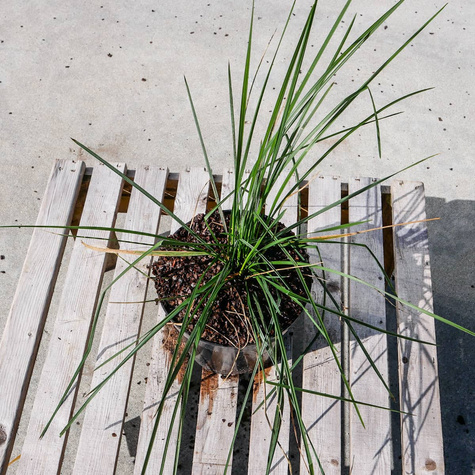 Śmiałek darniowy (C2)