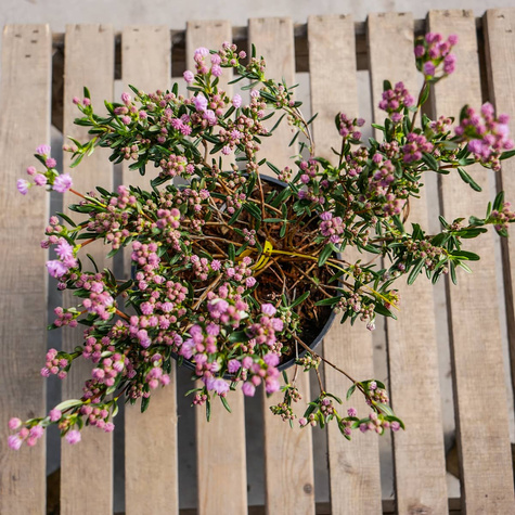 Kalmia angustifolia Rubra (C2)