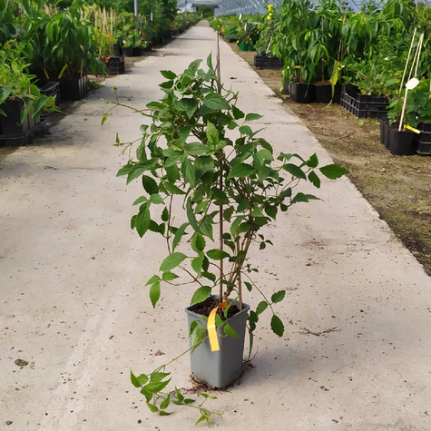 Powojnik górski Clematis Marjorie