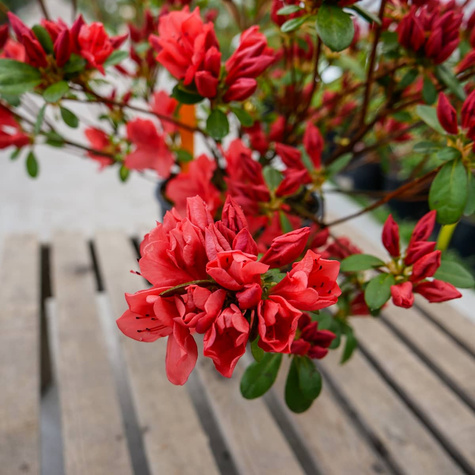 Azalia japońska Signalgluhen (C2)