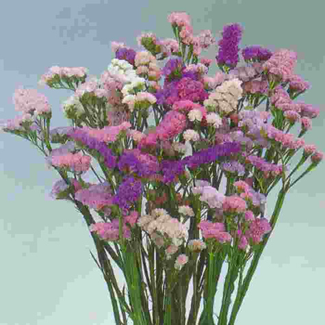 Zatrwian letni mix - nasiona ocierane 0,2g Spójnia