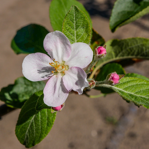 Jabłoń Jeronimo Red Delicious Plant Pack