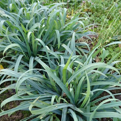 Turzyca sina Bunny Blue