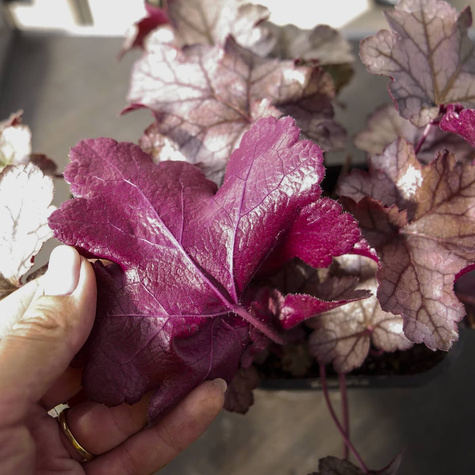 Żurawka ogrodowa Frosted Caramel (C2)