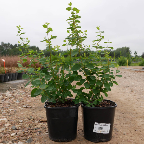 Śnieguliczka Doorenbosa Amethyst (C1.7)