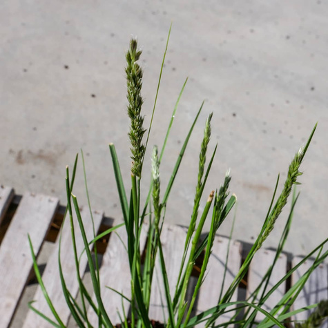 Sesleria jesienna (C2)