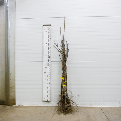 Czereśniowiśnia Meteor Korai Bardzo Duży Owoc czereśnia wiśnia Plant Pack