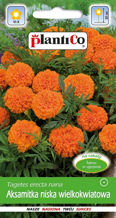 Aksamitka Mona niska wielkokwiatowa pomarańczowa 1 g