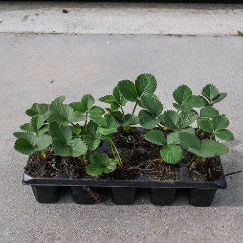 Truskawka Honeoye wczesna Multiplat 10szt