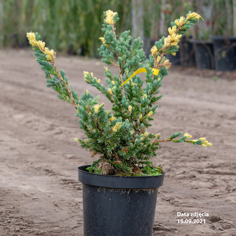 Jałowiec łuskowaty Golden Flame białe plamki