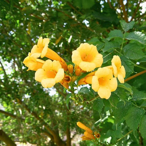 Milin amerykański Flava (C2)