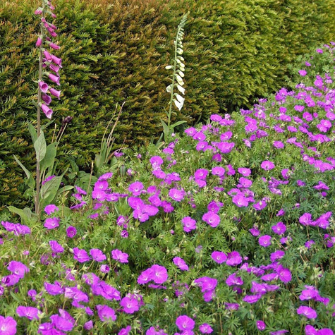 Bodziszek krwisty Tiny Monster (C2)