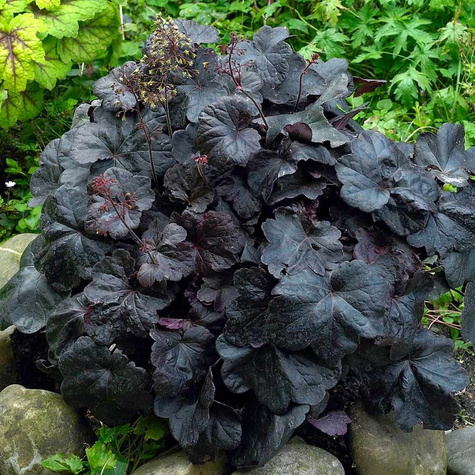 Żurawka ogrodowa Obsidian (P9)