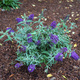 Budleja Dawida Summer Bird Blue (C2)