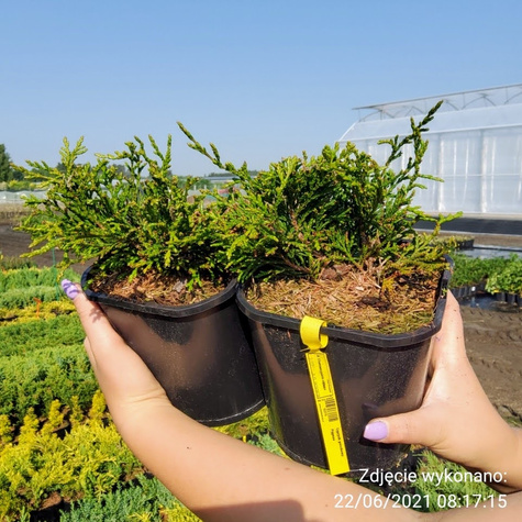 Cyprysik groszkowy Pygmea (C2)