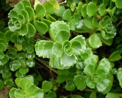 Rozchodnik kaukaski (C2)