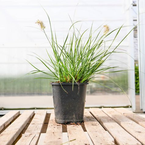 Rozplenica Japońska Piórkówka Little Honey (C2)