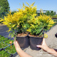 Thuja Tuja Żywotnik zachodni Yellow Ribon (P9)